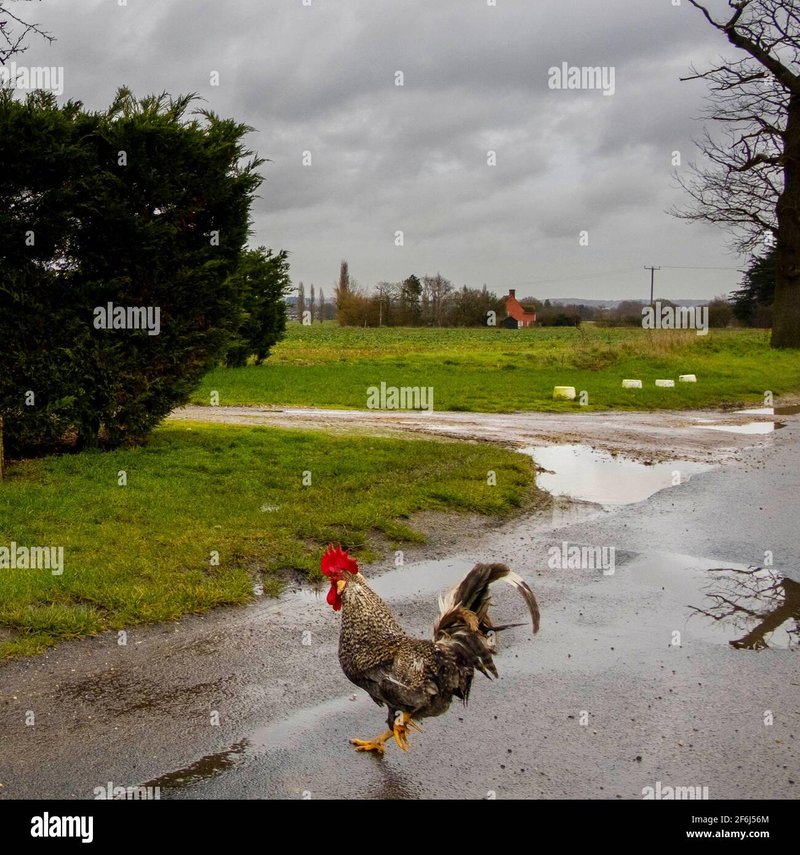 Entdecken Sie die Welt von Chicken Road 2 - Das spannende Casino-Spiel
